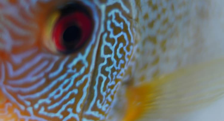 livesession | Friday Fish Talk